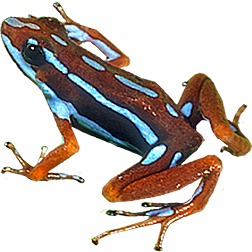 Ankas Dart Frog